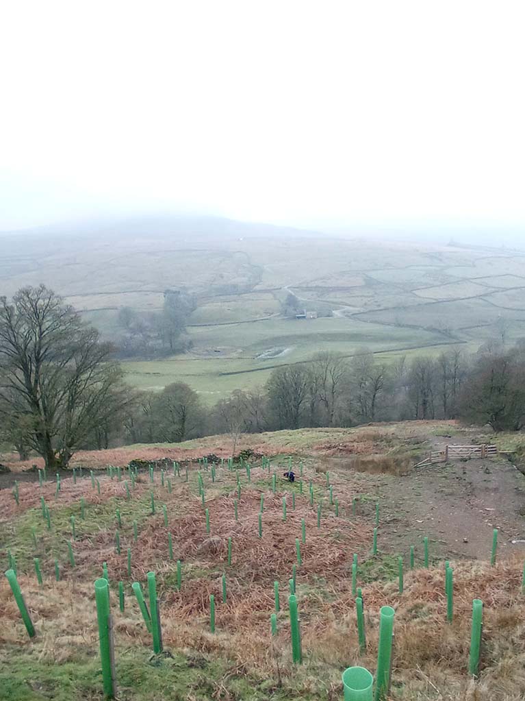 The SJOG Green Team spent their day volunteering at Heggs Farm in Arkengarthdale where a native woodland has been planted in a partnership with the landowner, the Woodland Trust and some local volunteers.