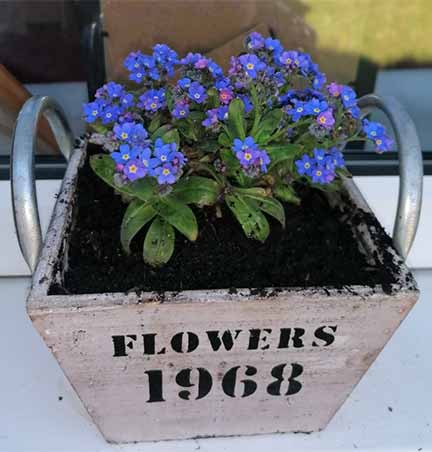 Craft and gardening activities at the weekend. 